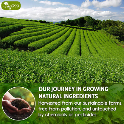 Premium Sencha Green Tea Bags, 100% Natural &amp; Pure from Sencha Green Tea Leaves by FreshDrinkUS - Natural and Premium Herbal Tea