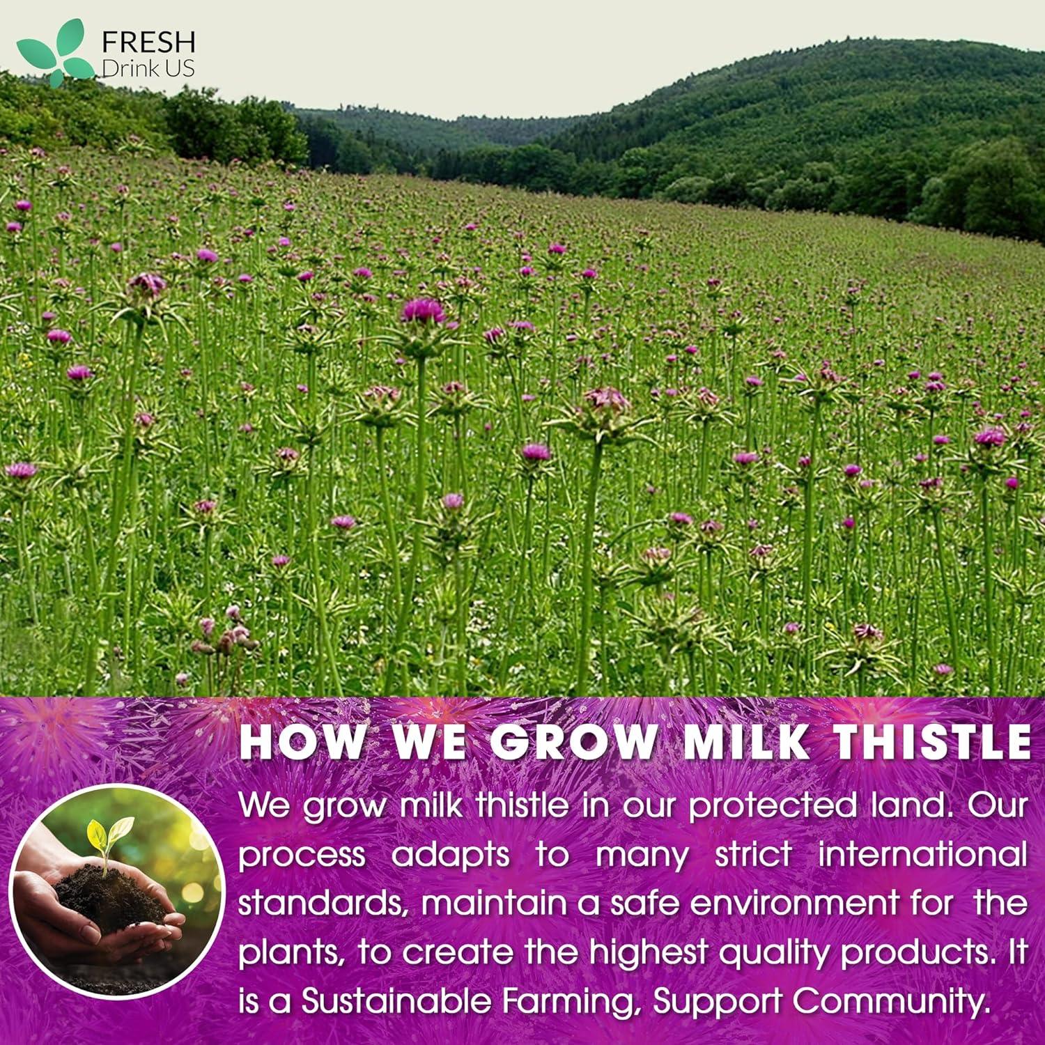 Premium Milk Thistle Tea Bags, 100% Natural &amp; Pure from Milk Thistle Seeds. Milk Thistle Seed Herbal Tea. Milk Thistle Seed Tea. Made with Natural Material Tea Bags. No Sugar, No Caffeine, No Gluten, Vegan. by FreshDrinkUS - Natural and Premium Herbal Tea