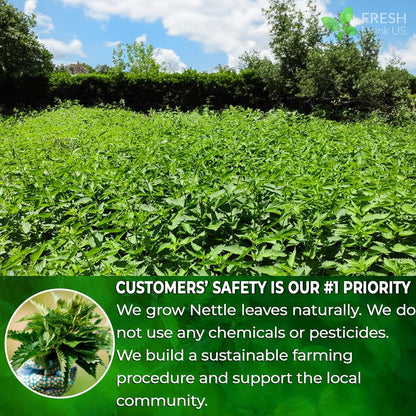 Premium Nettle Leaf Tea Bags, 100% Natural &amp; Pure, Stinging Nettle Leaf Tea, Nettle Leaf Tea, Burn Nettle, Stinging Nettle, Nettle Tea, Stinger Tea, No Sugar/Caffeine &amp; Gluten, Vegan by FreshDrinkUS - Natural and Premium Herbal Tea