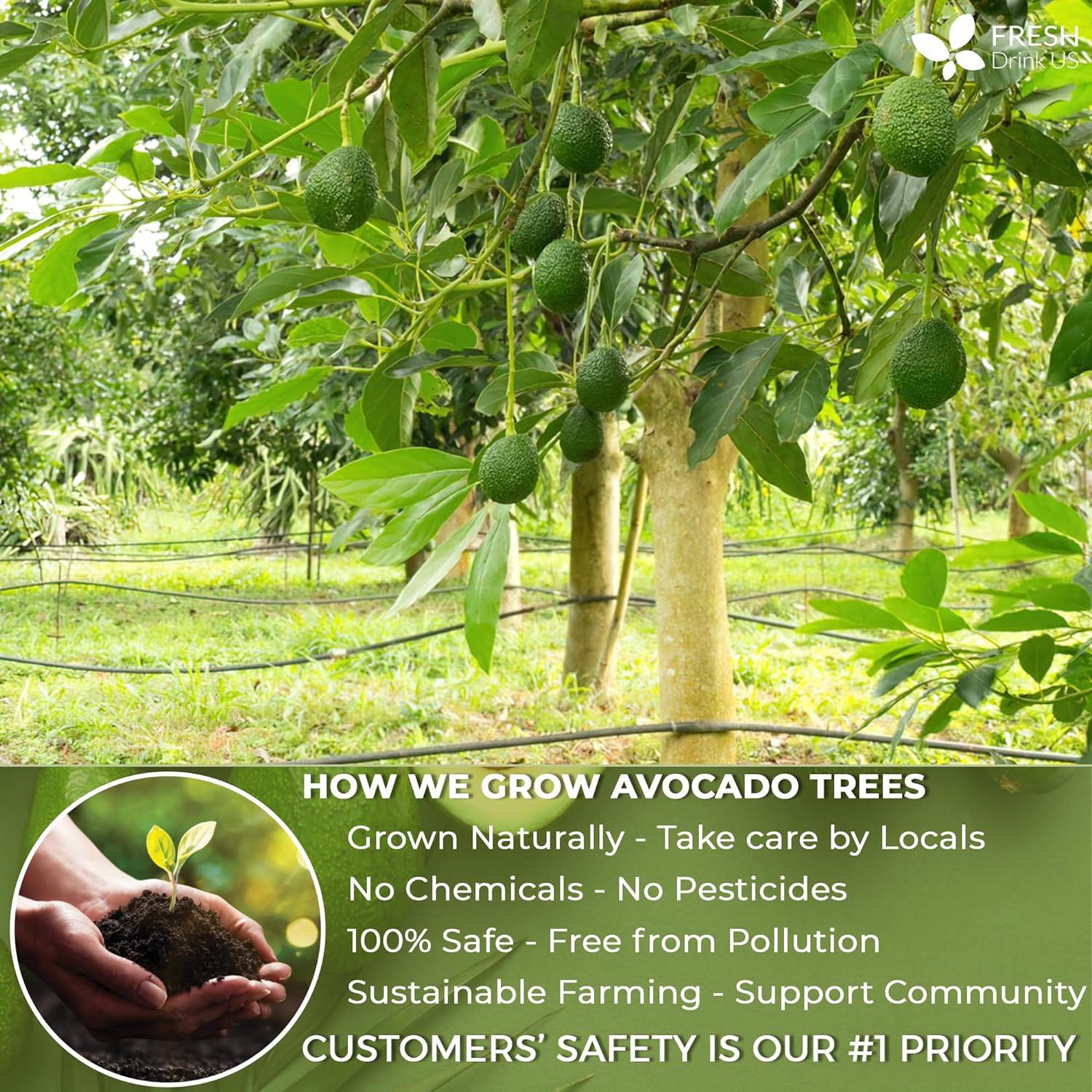 Natural Avocado Whole Leaves Dried, Tea Bags, 100% Pure from Avocado Leaves, Avocado Leaf Tea, Hojas de Aguacate Seca, No Additives, No Caffeine, Vegan by FreshDrinkUS - Natural and Premium Herbal Tea