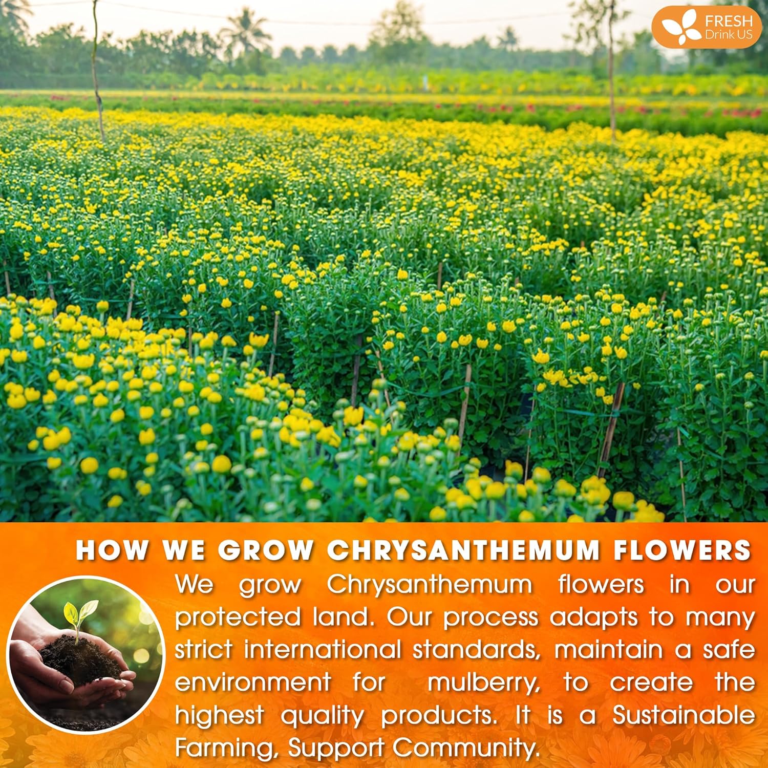 Premium 75 Chrysanthemum Flower Tea Bags by FreshDrinkUS - Natural and Premium Herbal Tea