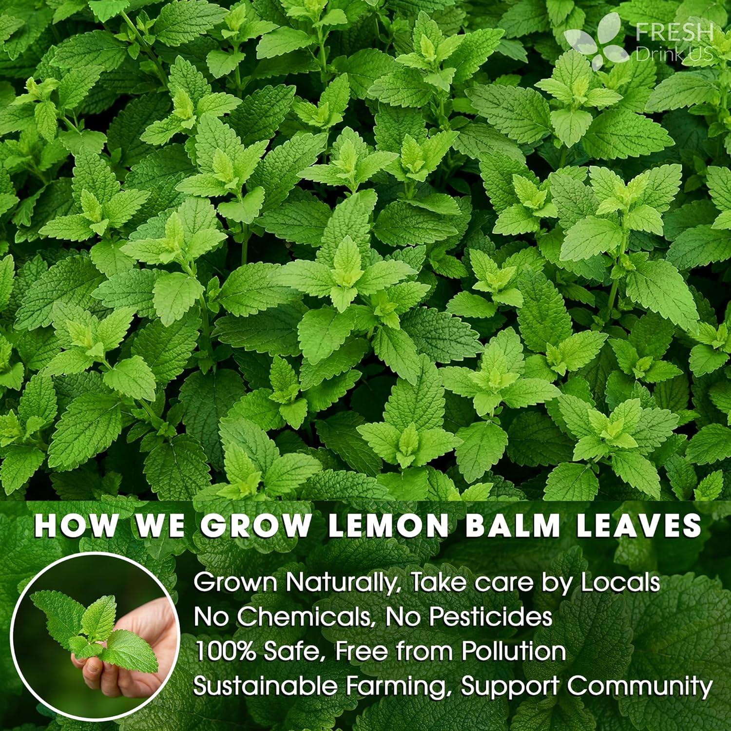 Premium Lemon Balm Leaf Tea Bags, 100% Natural &amp; Pure from Lemon Balm Leaves. Loose Leaf Lemon Balm Herbal Tea. Lemon Balm Leaf Tea. No Sugar, No Caffeine, No Gluten, Vegan. by FreshDrinkUS - Natural and Premium Herbal Tea