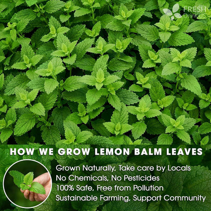 Premium Lemon Balm Leaf Tea Bags, 100% Natural &amp; Pure from Lemon Balm Leaves. Loose Leaf Lemon Balm Herbal Tea. Lemon Balm Leaf Tea. No Sugar, No Caffeine, No Gluten, Vegan. by FreshDrinkUS - Natural and Premium Herbal Tea