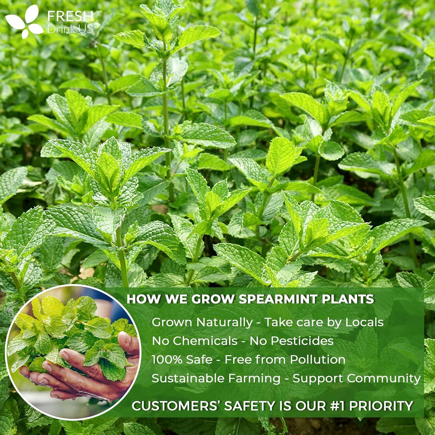 Spearmint Tea Bags, 100% Natural &amp; Pure Spearmint Leaves. Loose Leaf Spearmint Herbal Tea. Spearmint Leaf Tea. No Sugar, No Caffeine, No Gluten, Vegan. by FreshDrinkUS - Natural and Premium Herbal Tea
