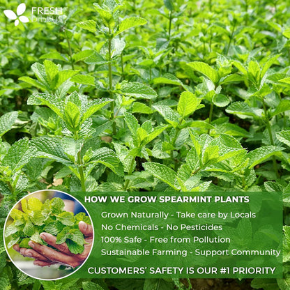 Spearmint Tea Bags, 100% Natural &amp; Pure Spearmint Leaves. Loose Leaf Spearmint Herbal Tea. Spearmint Leaf Tea. No Sugar, No Caffeine, No Gluten, Vegan. by FreshDrinkUS - Natural and Premium Herbal Tea