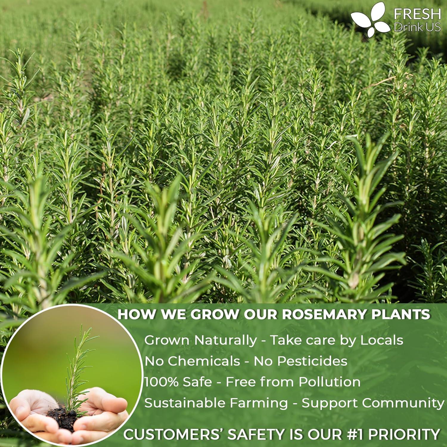 Premium Rosemary Leaves, Tea Bags, Powder, 100% Natural &amp; Pure from Dried Rosemary Leaves, No Additives, No Caffeine, Vegan. Dried Rosemary Herb, Perfect for Seasoning, Spice Blends for Grilling &amp; Cooking by FreshDrinkUS - Natural and Premium Herbal Tea