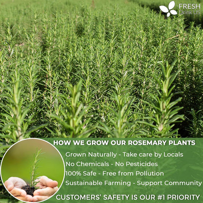 Premium Rosemary Leaves, Tea Bags, Powder, 100% Natural &amp; Pure from Dried Rosemary Leaves, No Additives, No Caffeine, Vegan. Dried Rosemary Herb, Perfect for Seasoning, Spice Blends for Grilling &amp; Cooking by FreshDrinkUS - Natural and Premium Herbal Tea
