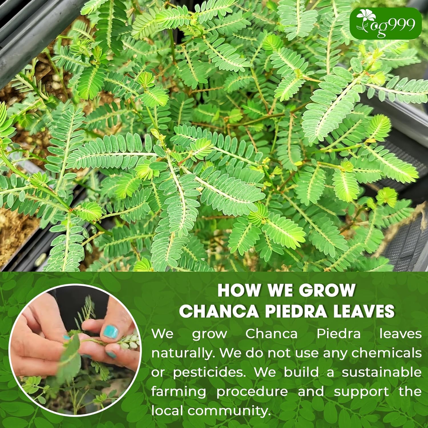 Dried Chanca Piedra Leaves, Chanca Piedra Tea “Stone Breaker” Tea Bags by FreshDrinkUS - Natural and Premium Herbal Tea