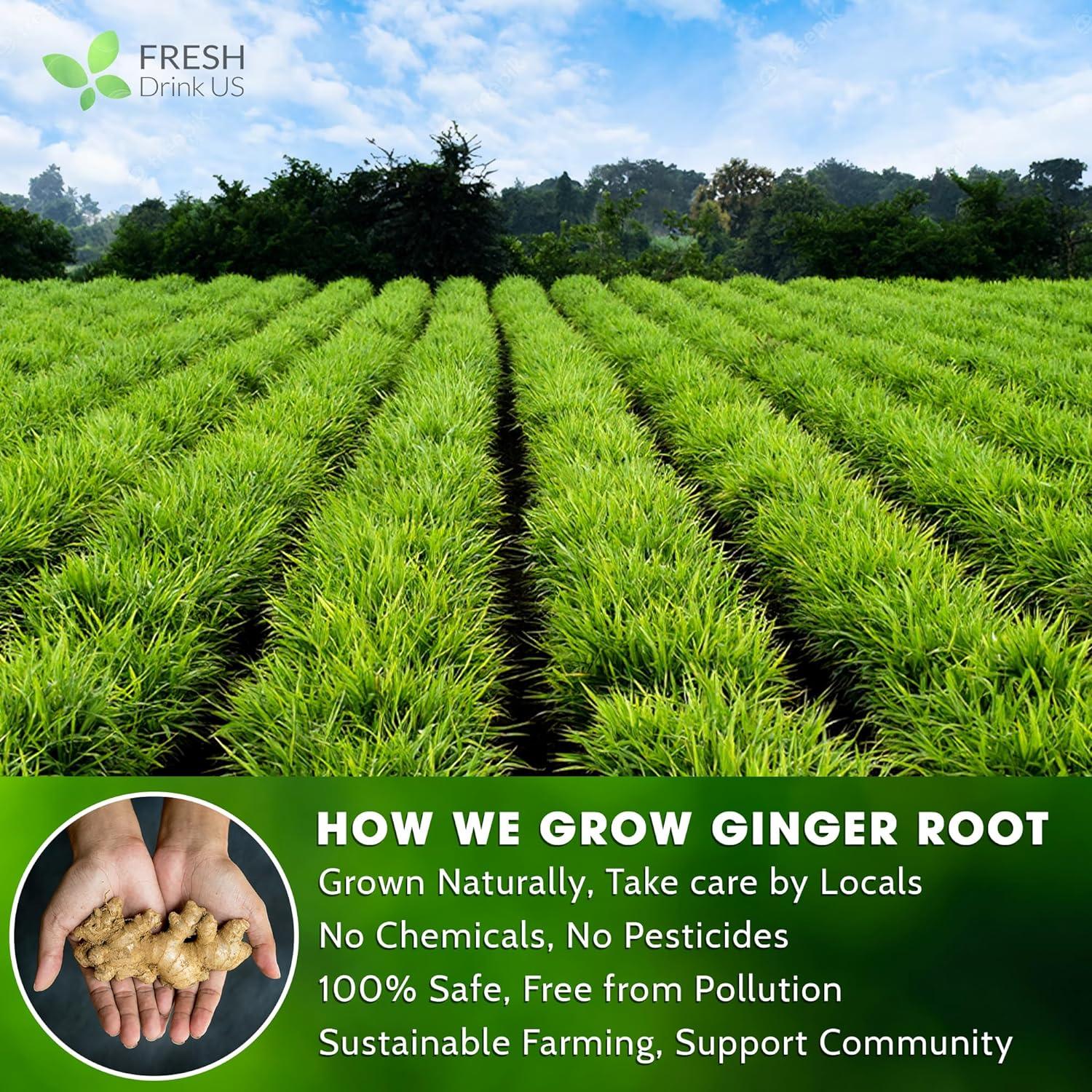 Premium Ginger Tea Bags, 100% Natural &amp; Pure from Ginger Roots, Ginger Tea, Ginger Herbal Tea. Ginger Tea. No Sugar, No Caffeine, No Gluten, Vegan. by FreshDrinkUS - Natural and Premium Herbal Tea