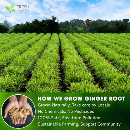 Premium Ginger Tea Bags, 100% Natural &amp; Pure from Ginger Roots, Ginger Tea, Ginger Herbal Tea. Ginger Tea. No Sugar, No Caffeine, No Gluten, Vegan. by FreshDrinkUS - Natural and Premium Herbal Tea