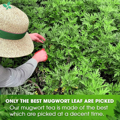 Mugwort Leaf Tea Bags, 100% Natural and Pure Mugwort Leaves, Loose Leaf Mugwort Herbal Tea, Mugwort Leaf Tea, No Sugar, No Caffeine, No Gluten, Vegan. by FreshDrinkUS - Natural and Premium Herbal Tea