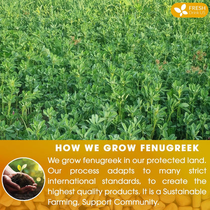 Premium Fenugreek Tea Bags. No Sugar, No Caffeine, No Gluten, Vegan. (30 Tea Bags) by FreshDrinkUS - Natural and Premium Herbal Tea