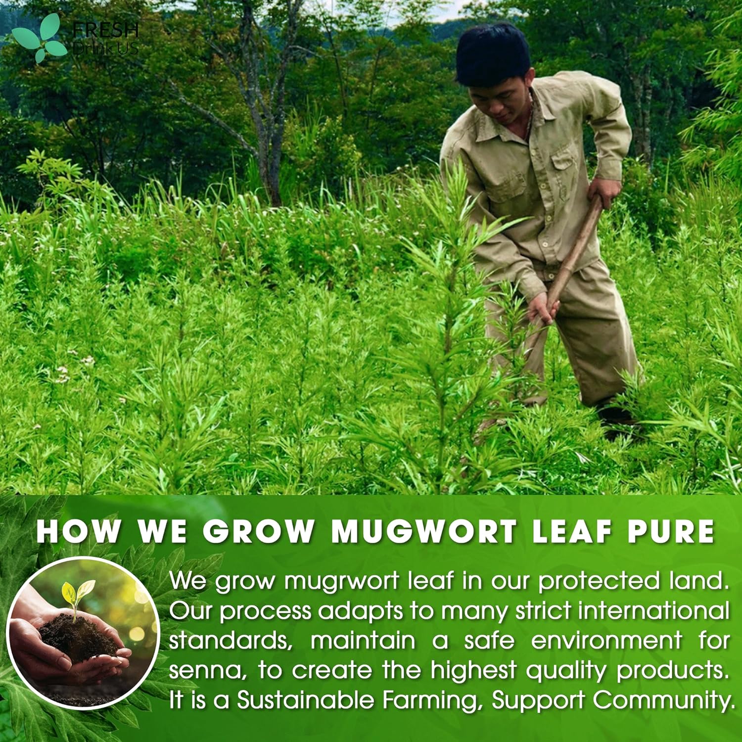 Mugwort Leaf Tea Bags, 100% Natural and Pure Mugwort Leaves, Loose Leaf Mugwort Herbal Tea, Mugwort Leaf Tea, No Sugar, No Caffeine, No Gluten, Vegan. by FreshDrinkUS - Natural and Premium Herbal Tea