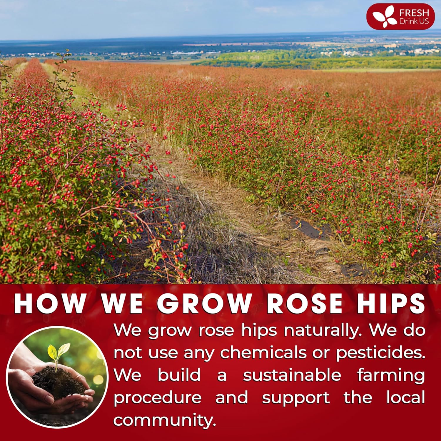 Premium Rosehip Tea Bags, 100% Natural &amp; Pure from Rose Hip Fruits. by FreshDrinkUS - Natural and Premium Herbal Tea