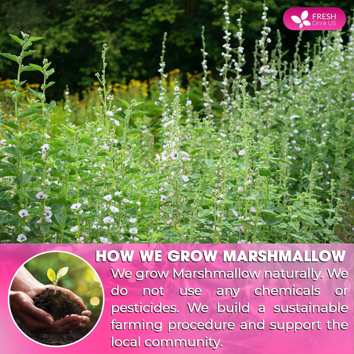 Premium Marshmallow Root and Leaf Tea Bags, 100% Natural &amp; Pure. by FreshDrinkUS - Natural and Premium Herbal Tea