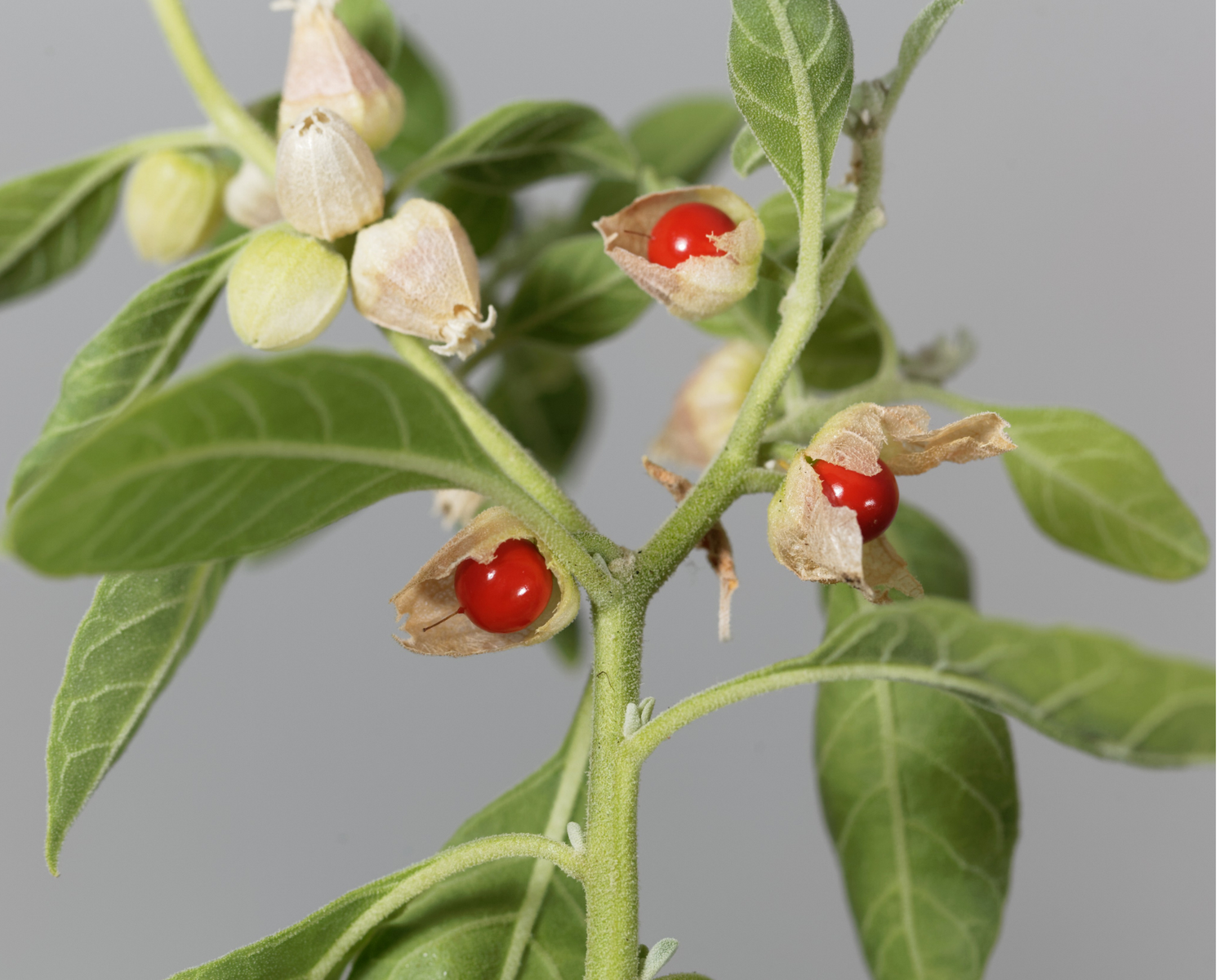 My Balance Nutrisentials Organic Ashwagandha - An Ancient Treasure by My Balance