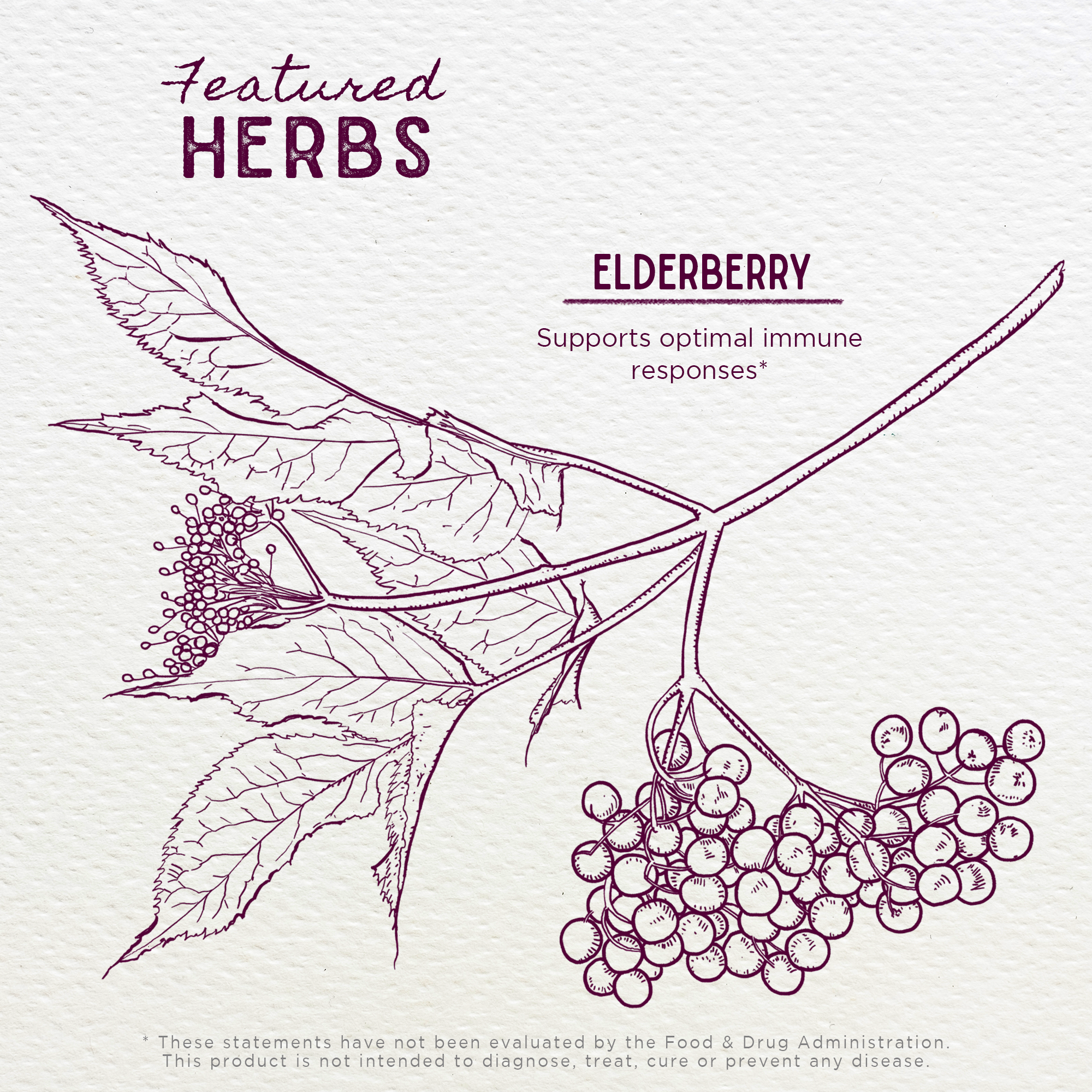 Elderberry by WishGarden Herbs