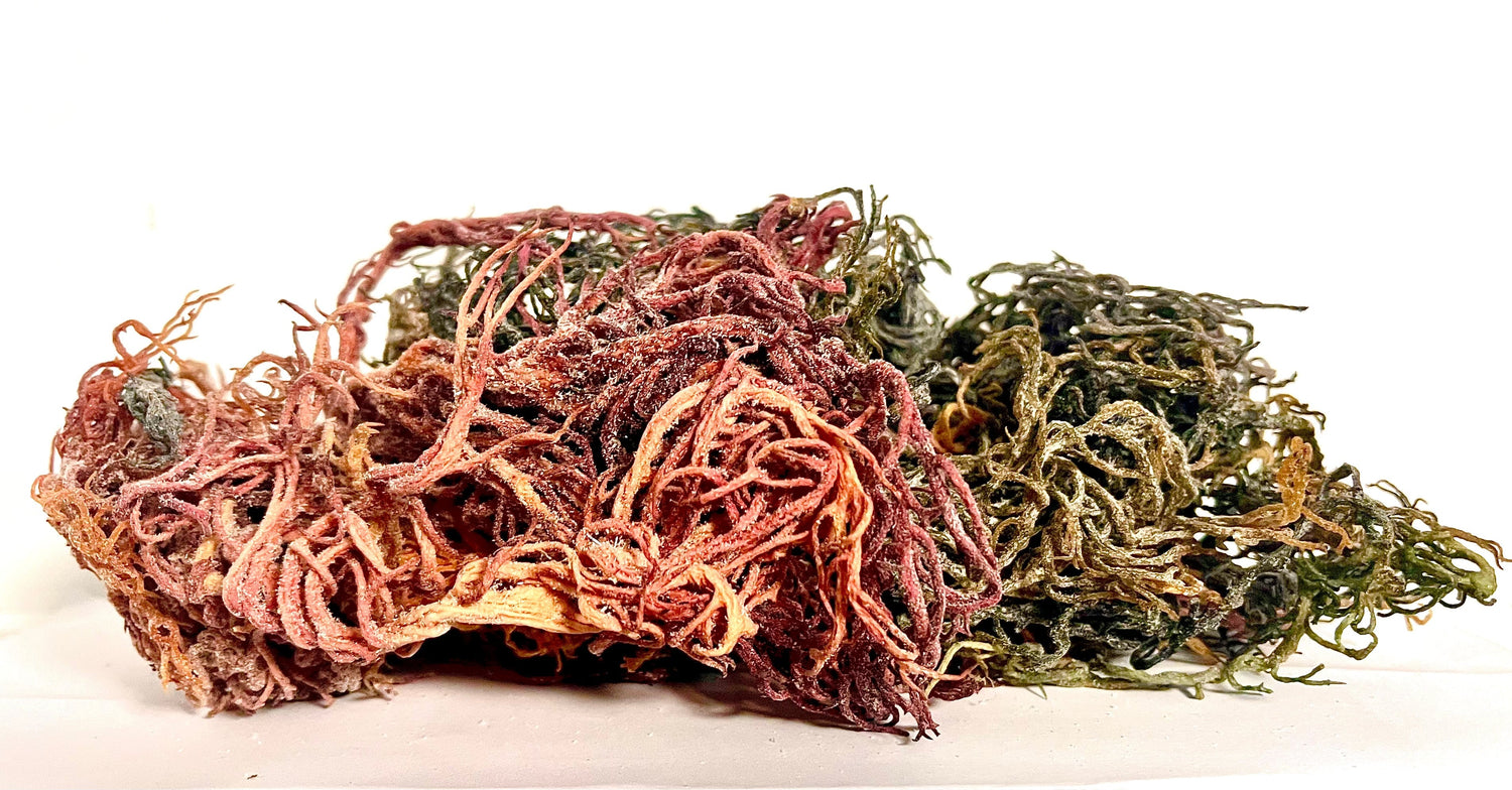 Pure Certified Wild Harvested Full Spectrum Organic Raw Sea Moss by Seamoss Global
