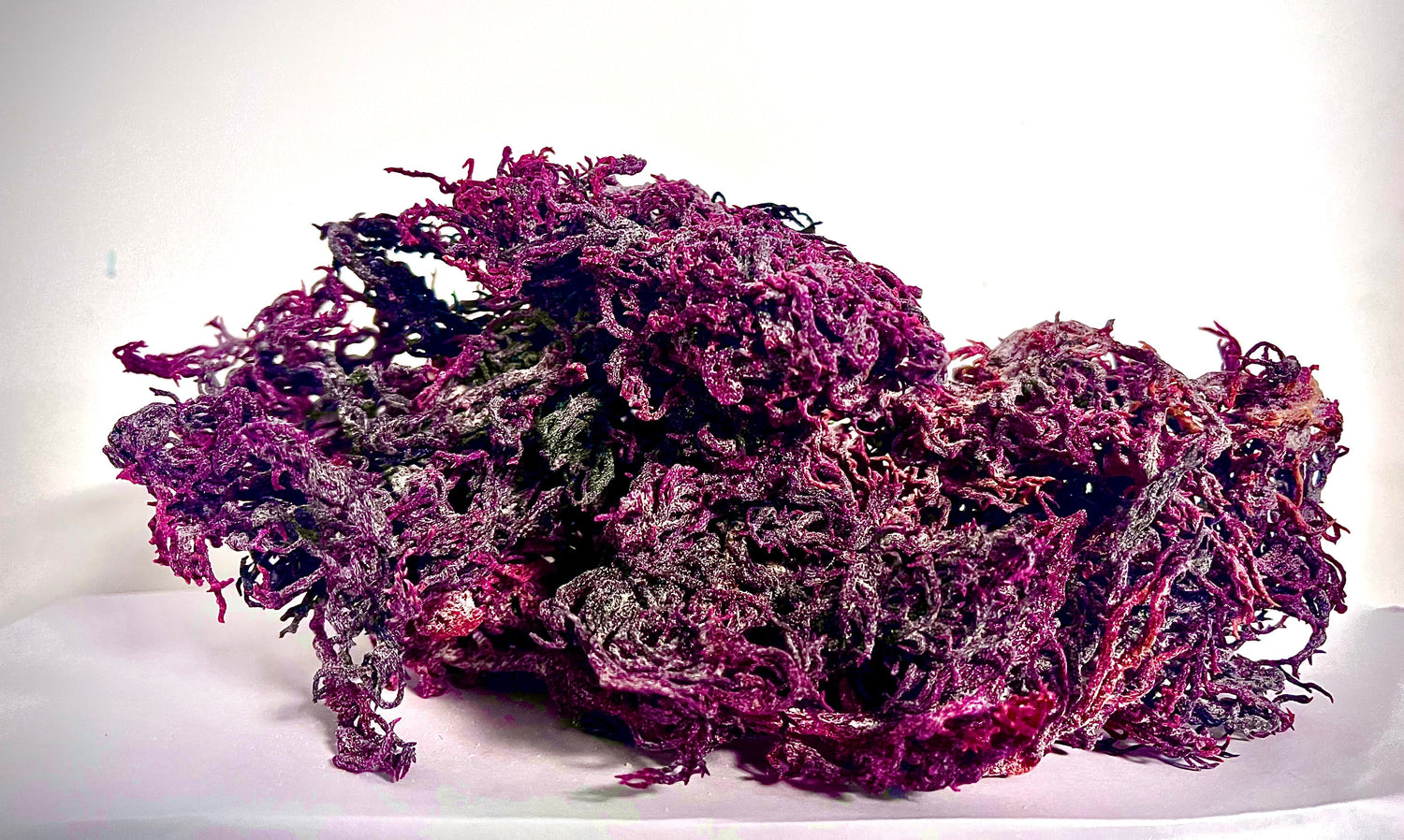Pure Certified Wild Harvested Organic Purple Raw Sea Moss by Seamoss Global