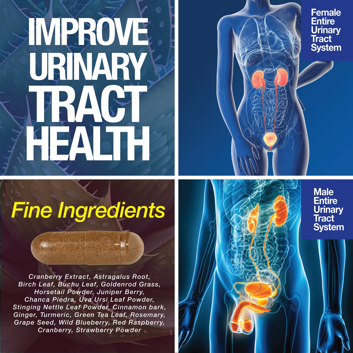 Kidney Support Cleanse Detox &amp; Repair -120 Capsules - Cranberry &amp; Astragalus Root Pills by Saint Mingiano - Supplements &amp; Wellness Dedicated to Holistic Health