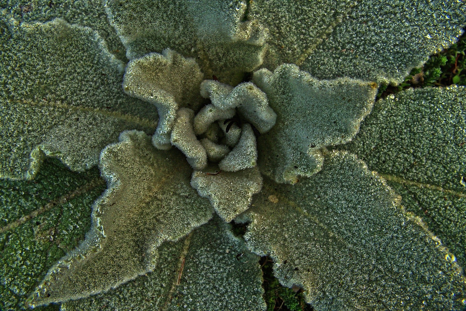 Mullein Leaf, Cut, Sifted by Country Life Natural Foods