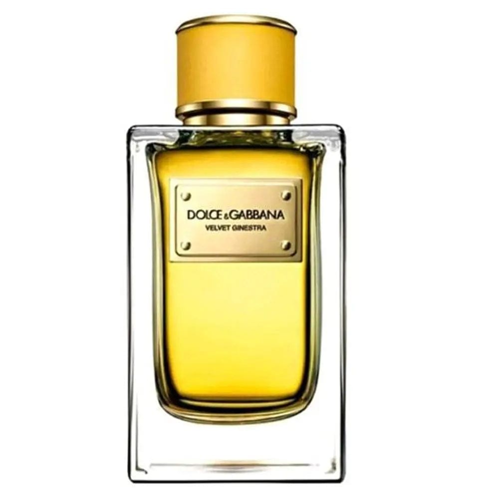 Velvet Ginestra By Dolce and Gabbana For Women 5.0oz EDT Spray by perfumesandrea