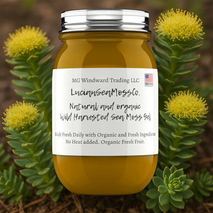 Rhodiola Infused Organic Sea Moss Gel by Seamoss Global