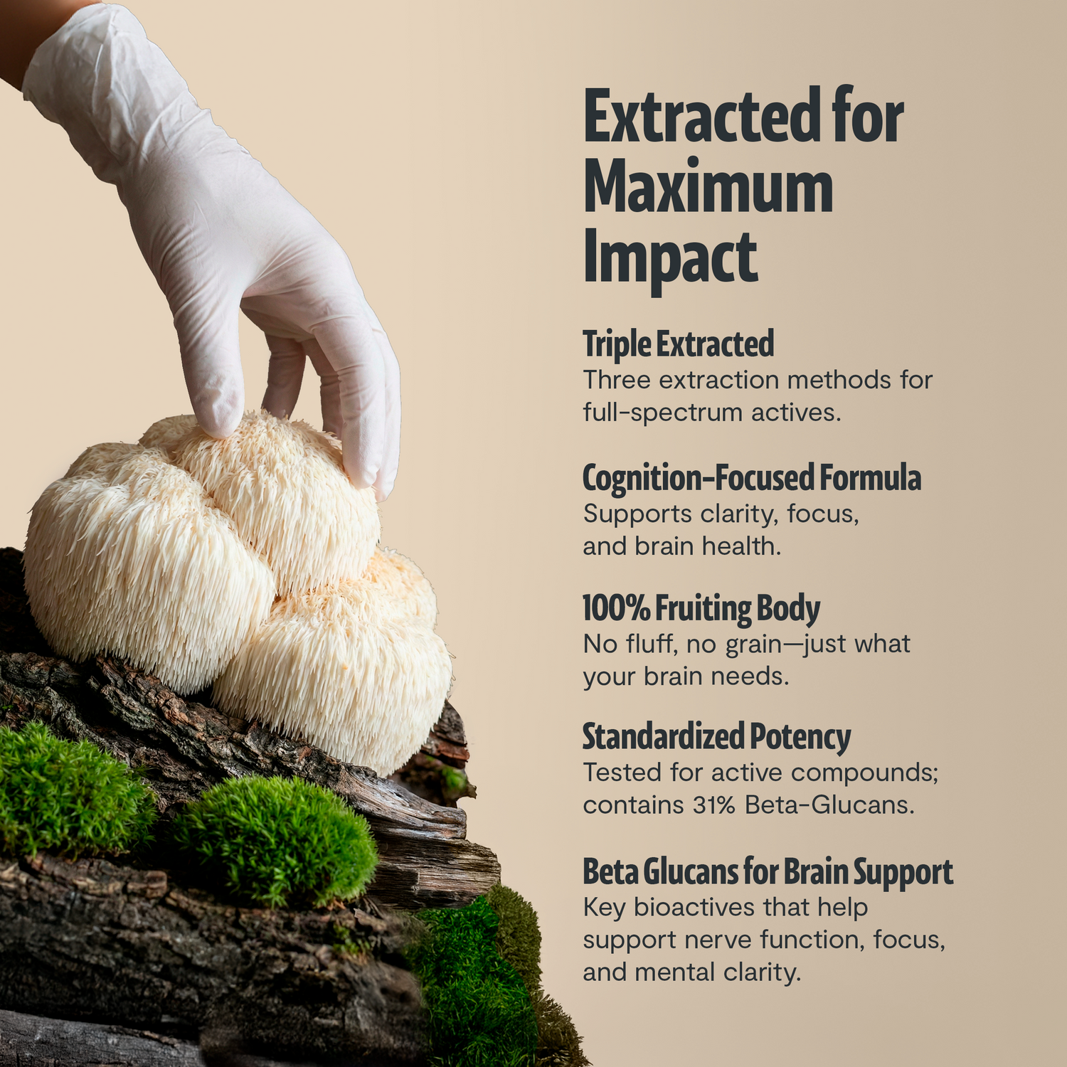 Organic Lion’s Mane Mushroom Powder by FreshCap Mushrooms