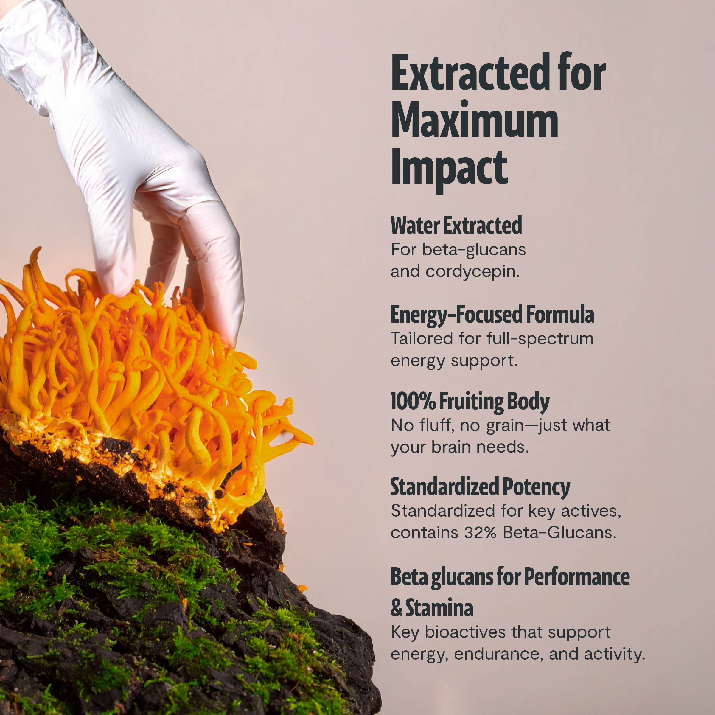 Cordyceps Mushroom Extract Powder by FreshCap Mushrooms
