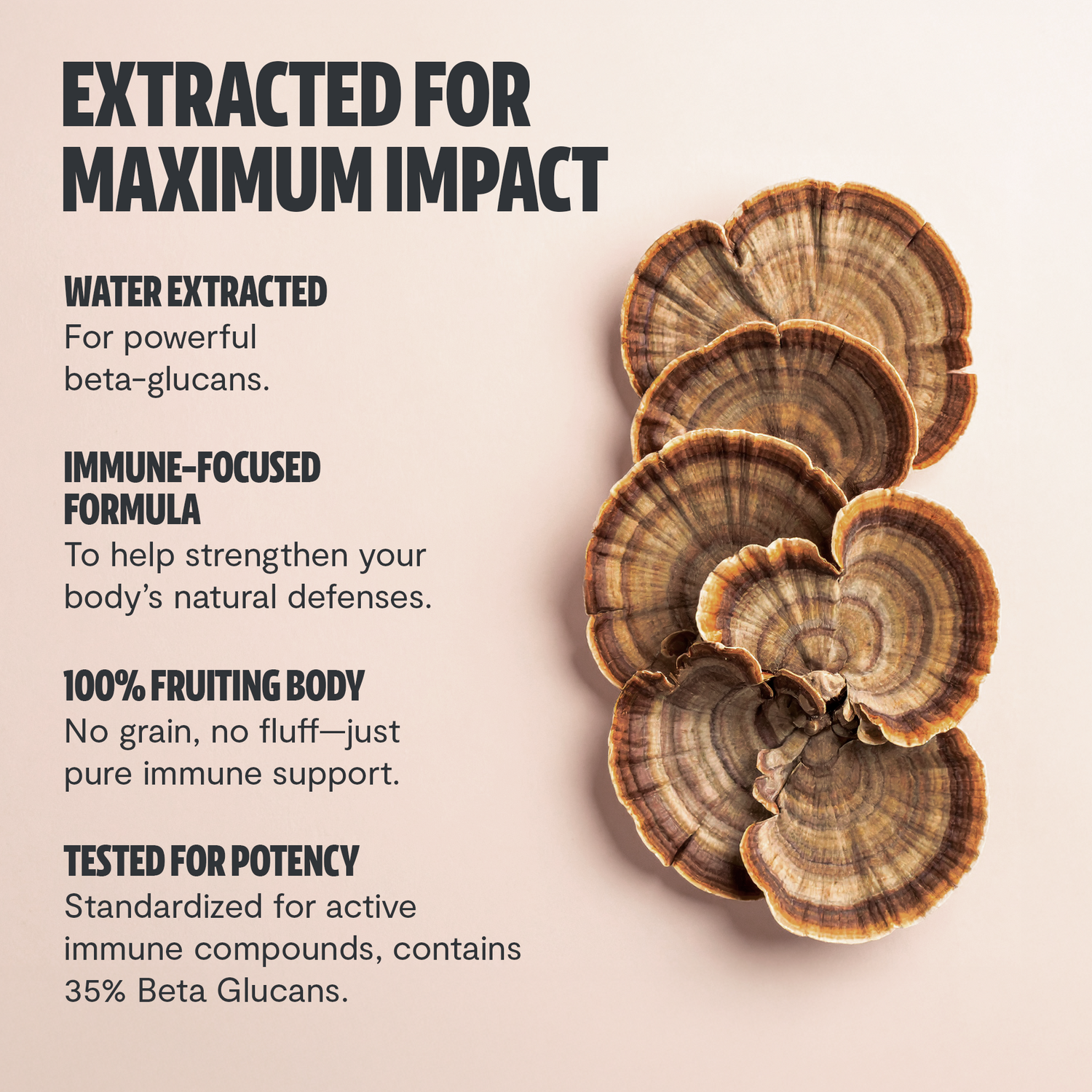 Organic Turkey Tail Mushroom Powder by FreshCap Mushrooms