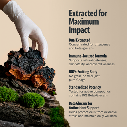 Chaga Mushroom Extract Capsules by FreshCap Mushrooms