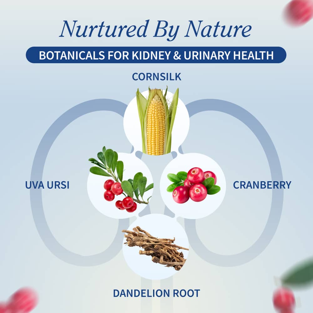 Kidney Health by Snap Supplements